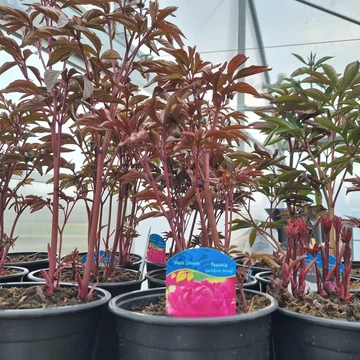 Paeonia lactiflora 'Felix Crousse' – Illatos bazsarózsa