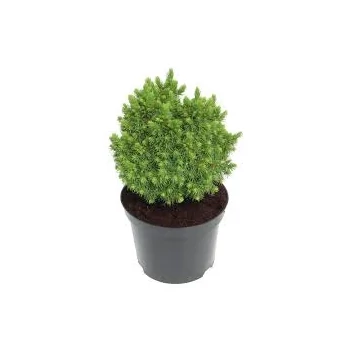 Picea glauca 'Alberta Globe' – Törpe cukorsüvegfenyő