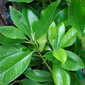 Prunus laurocerasus 'Novita' - Babérmeggy