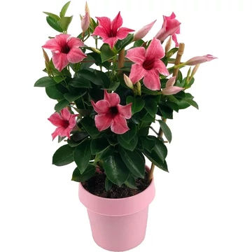 Sundaville 'Flamingo'  - Tölcsérjázmin (rózsaszín)