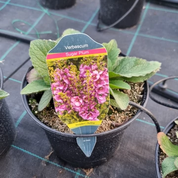 Verbascum 'Sugar Plum' - Molyhos ökörfarkkóró