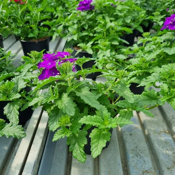 Verbena x hybrida - Kerti verbéna vagy vasfű (lila)