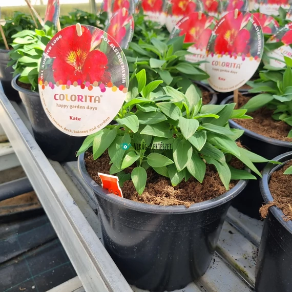 Alstroemeria Colorita 'Kate' - Inkaliliom (vörös)