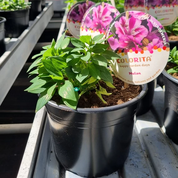 Alstroemeria Colorita 'Mulan' - Inkaliliom (lila)