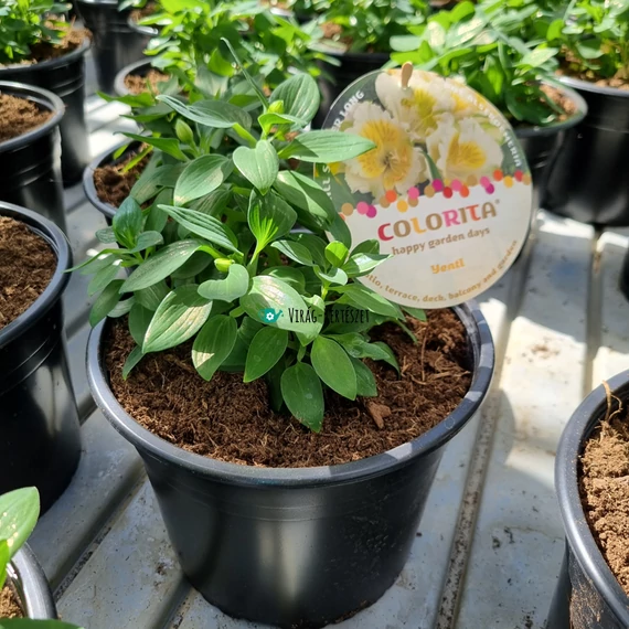 Alstroemeria Colorita 'Yentl' - Inkaliliom (fehér)