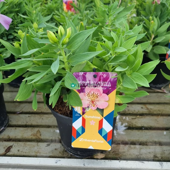 Alstroemeria Inticancha ‘Sunshine’ - Inkaliliom (rózsaszín)
