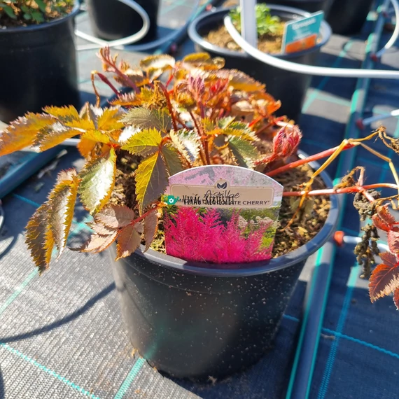 Astilbe Mighty 'Chocolate Cherry' - Tollbuga (vörös)