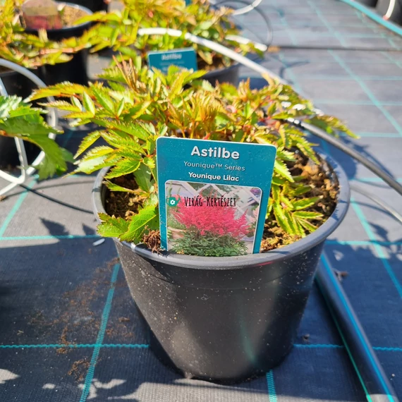 Astilbe 'Younique Lilac' - Tollbuga (lila)