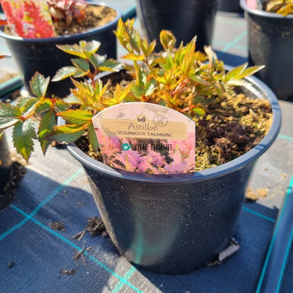 Astilbe 'Younique Salmon' - Tollbuga (rózsaszín)