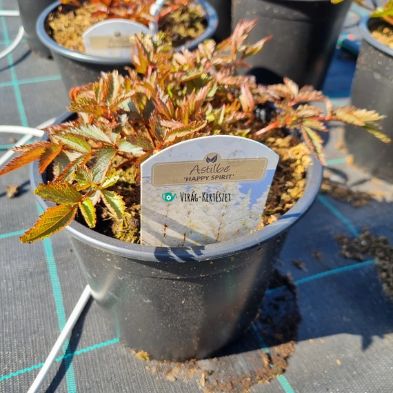Astilbe x arendsii 'Happy Spirit' - Tollbuga (fehér)