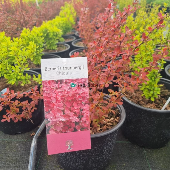 Berberis thunbergii 'Chiquita' – Japán borbolya