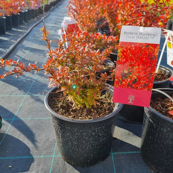 Berberis thunbergii 'Coral'® – Japán vérborbolya