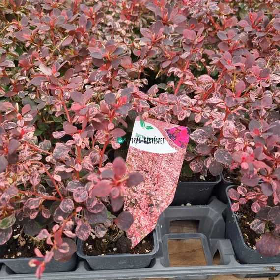 Berberis thunbergii 'Flamingo' – Oszlopos japán borbolya