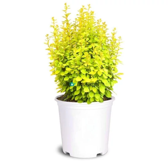 Berberis thunbergii 'Golden Torch' – Japán borbolya