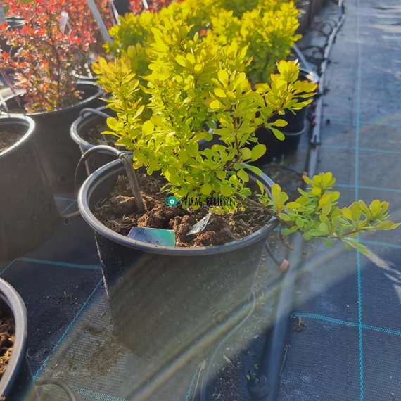Berberis thunbergii 'Lime Star'® – Japán borbolya