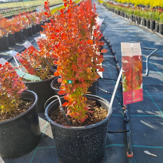Berberis thunbergii 'Orange Rocket'® – Oszlopos japán borbolya