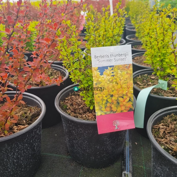 Berberis thunbergii 'Summer Sunset' – Japán borbolya