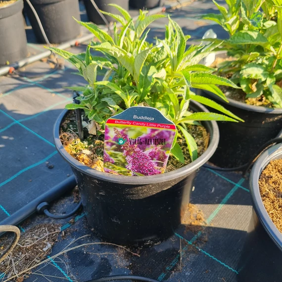 Buddleja davidii ‘Butterfly Candy® Little Purple’ – Törpe nyáriorgona