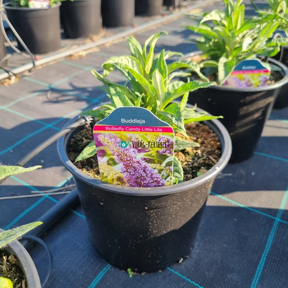 Buddleja davidii ‘Butterfly Candy® Little Lila’ – Törpe nyáriorgona