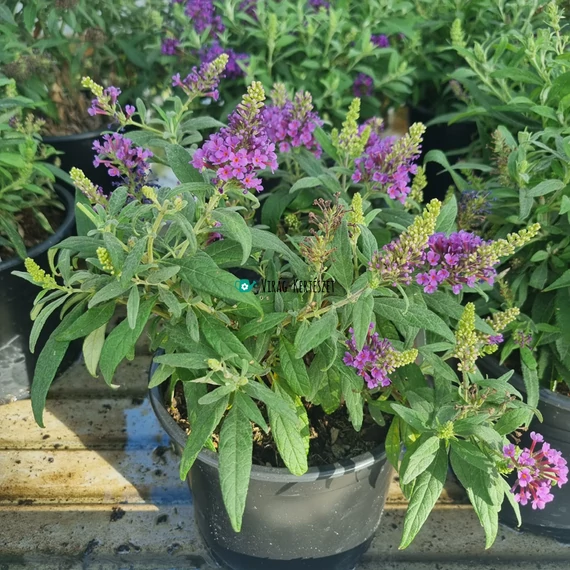 Buddleja davidii ‘Butterfly Candy® Little Lila’ – Törpe nyáriorgona
