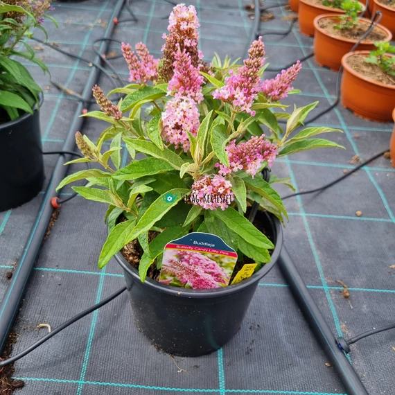 Buddleja davidii ‘Butterfly Candy® Little Pink’ – Törpe nyáriorgona