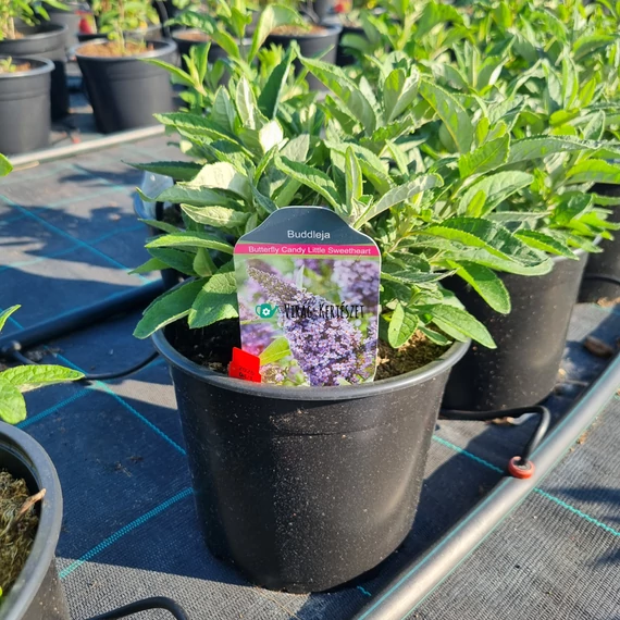 Buddleja davidii ‘Butterfly Candy® Little Sweetheart’ – Törpe nyáriorgona