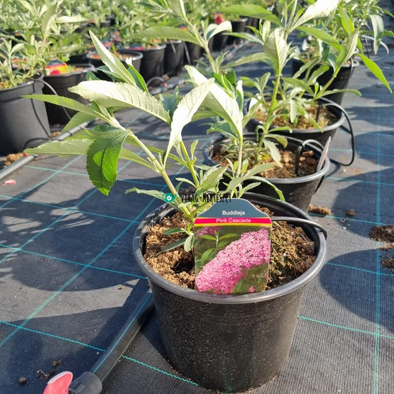 Buddleja davidii ‘Pink Cascade’ – Nyáriorgona
