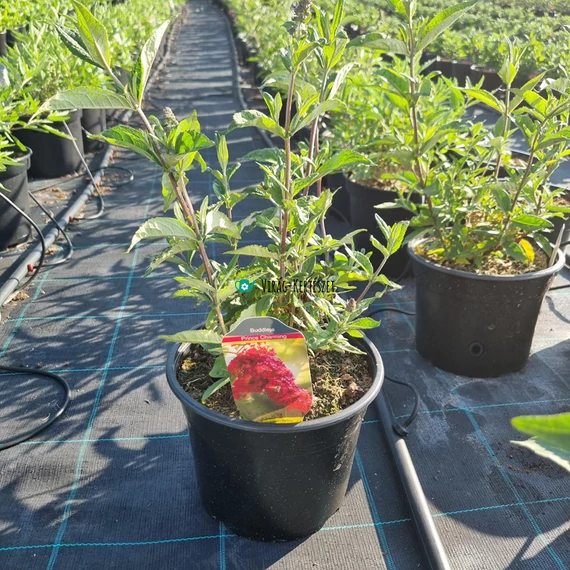Buddleja davidii ‘Prince Charming’ – Nyáriorgona