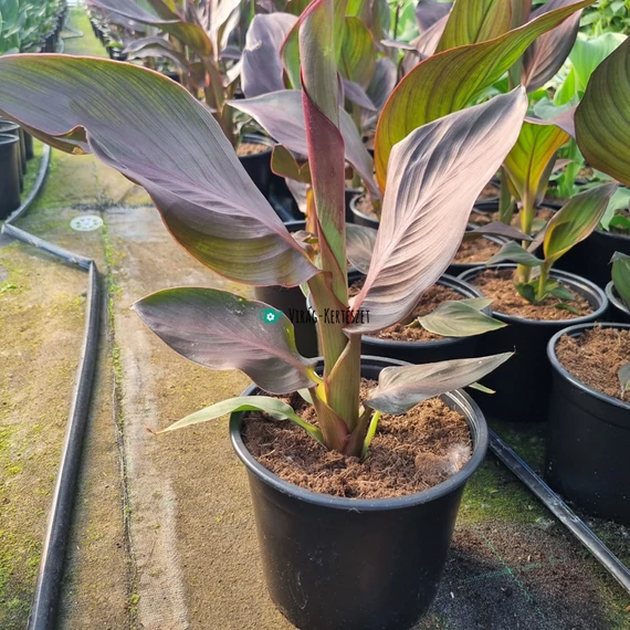 Canna x generalis 'Cannova® Bronze Orange' - Kánna