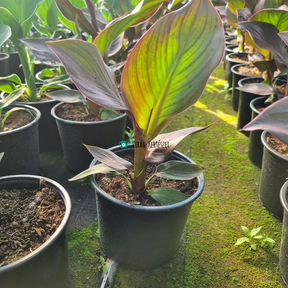 Canna x generalis 'Cannova® Bronze Peach' - Kánna