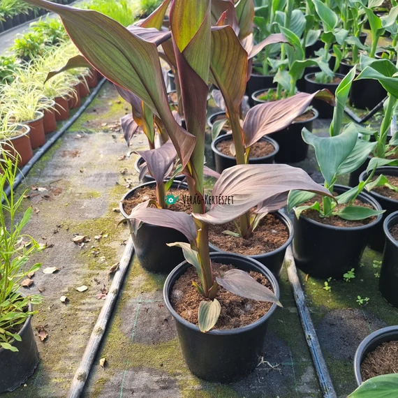 Canna x generalis 'Cannova® Bronze Scarlet' - Kánna