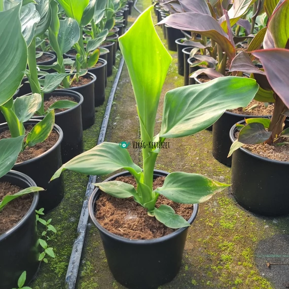 Canna x generalis 'Cannova® Red Golden Flame' - Kánna