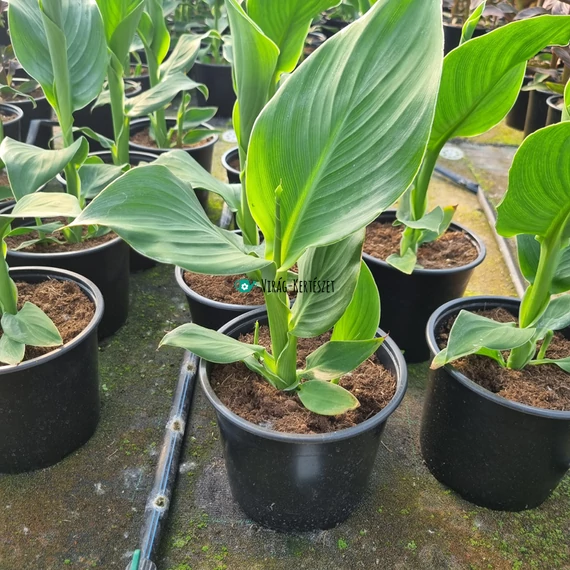 Canna x generalis 'Cannova® Yellow Tray' - Kánna