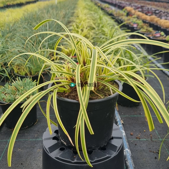 Carex morrowii 'Vanilla Ice' – Japán sás