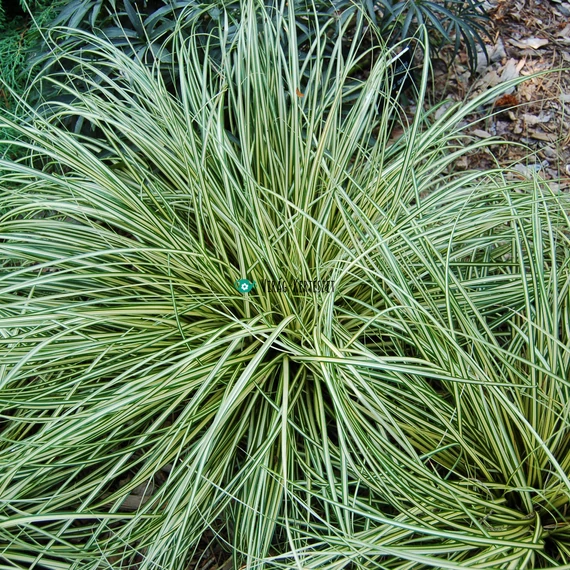 Carex oshimensis 'Evergold' - Ósimai sás