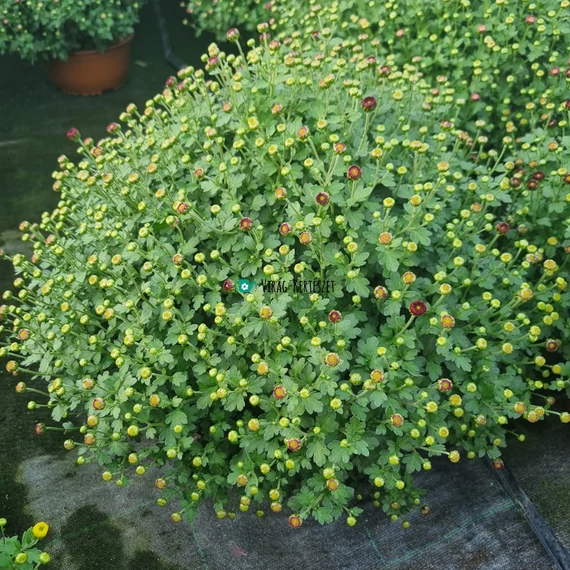 Chrysanthemum morifolium 'Jasoda Purple' - Krizantém (lila)
