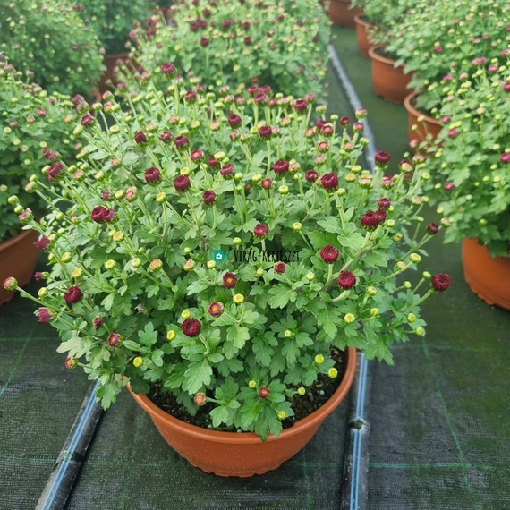 Chrysanthemum morifolium 'Jasoda Red' - Krizantém (vörös)