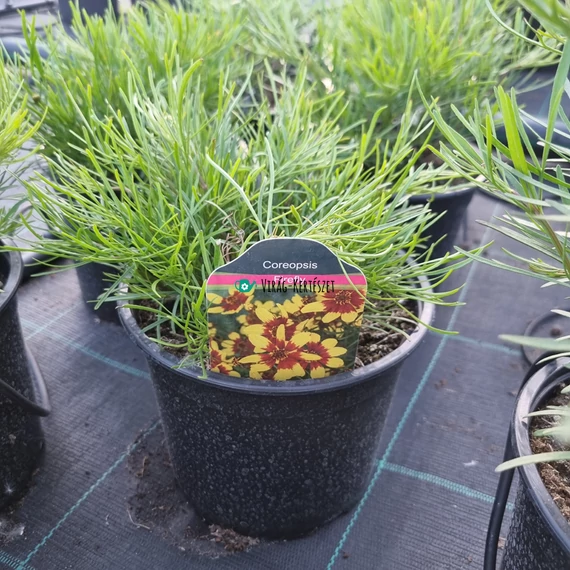 Coreopsis 'Firefly' - Menyecskeszem