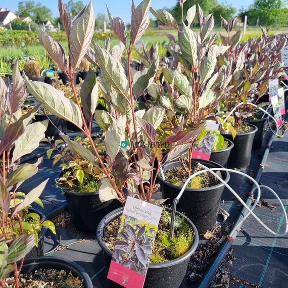 Cornus alba 'Nightfall' - Som