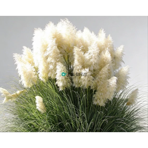 Cortaderia selloana 'White feather' - Fehér pampafű