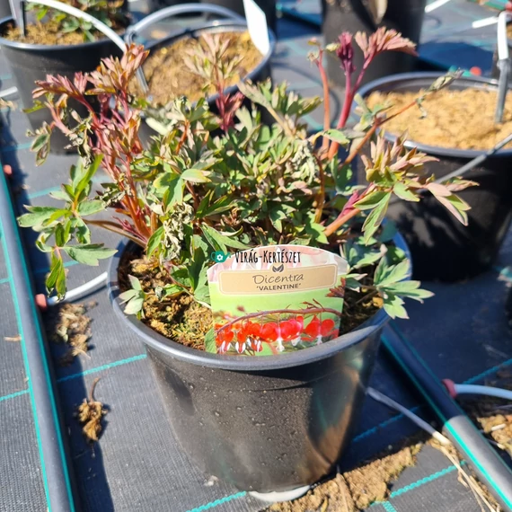 Dicentra spectabilis 'Valentine' - Nagy szívvirág (vörös)