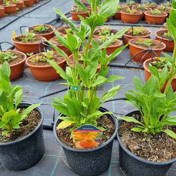Echinacea purpurea 'Supreme Cantaloupe' - Kasvirág (narancs)