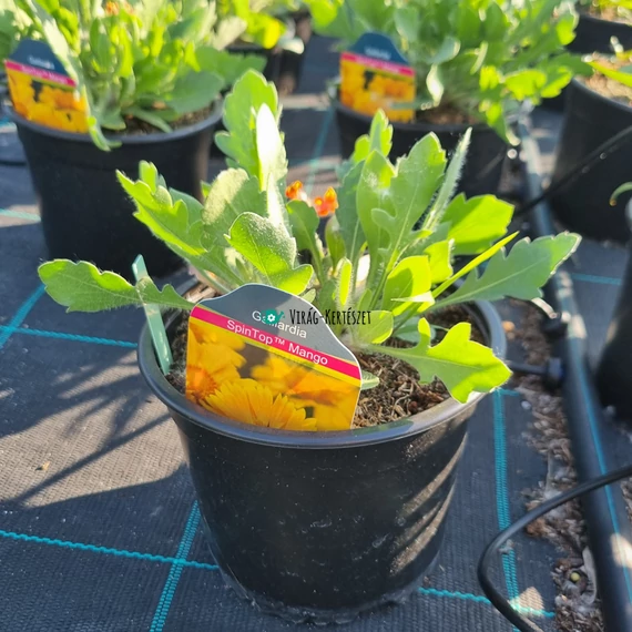 Gaillardia aristata 'Spintop Mango' - Kokárdavirág