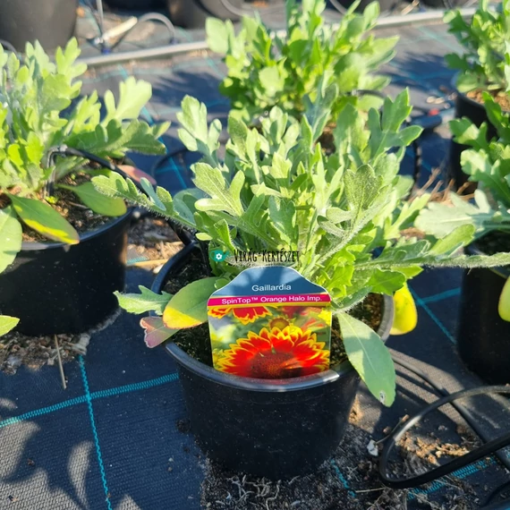 Gaillardia aristata 'Spintop Orange Halo' - Kokárdavirág