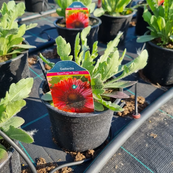 Gaillardia aristata 'Spintop Red' - Kokárdavirág