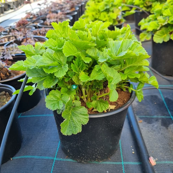 Geum 'Tales of Hex' - Gyömbérgyökér