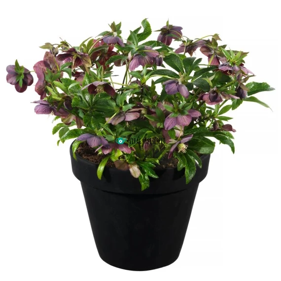 Helleborus Glamour© 'Bijoux' - Hunyor