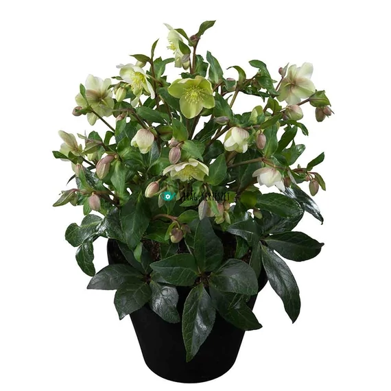 Helleborus JWLS 'Diamonfire'  - Hunyor