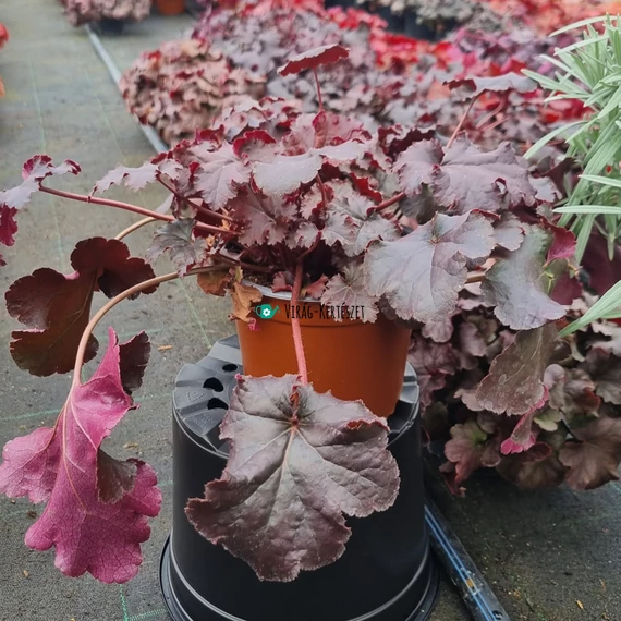 Heuchera 'Chocolate Ruffles' - Tűzeső vagy tűzgyöngyvirág