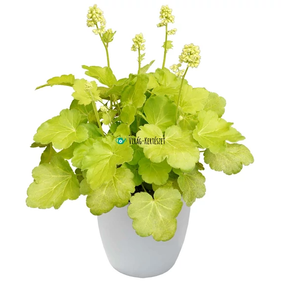 Heuchera 'Little C. Blondie in Lime' - Limezöld tűzeső vagy tűzgyöngyvirág